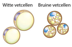 bruin vet